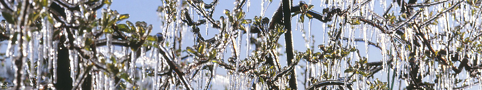 Eiszapfen an Ästen ©Feuerbach